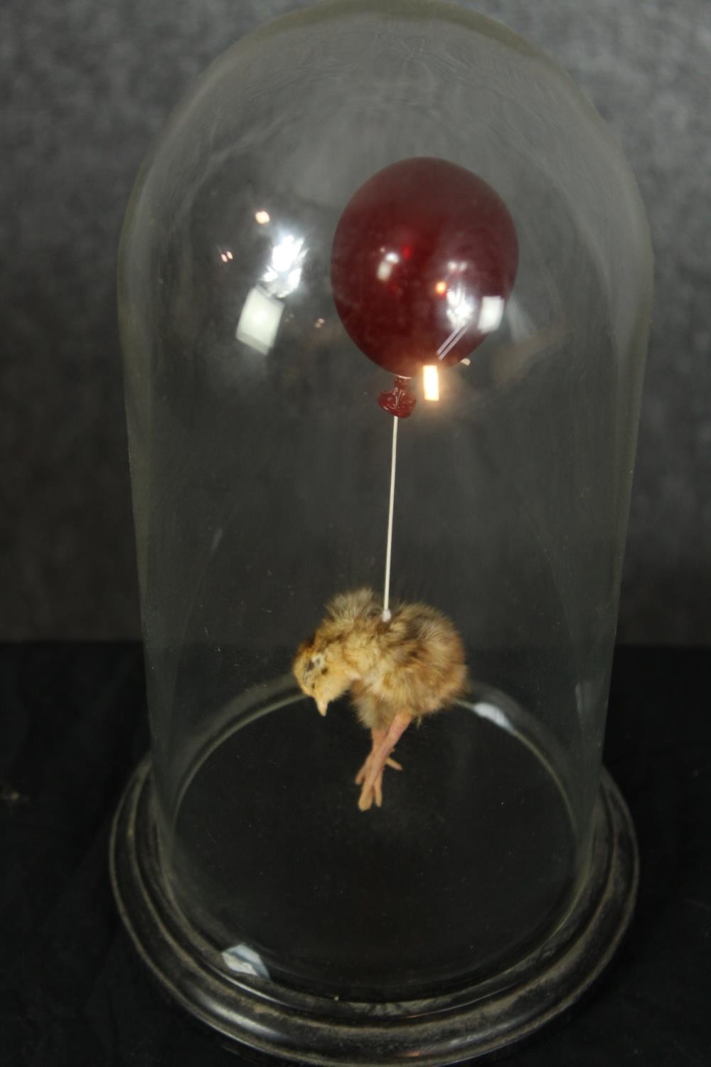 Polly Morgan - Still Birth Taxidermy