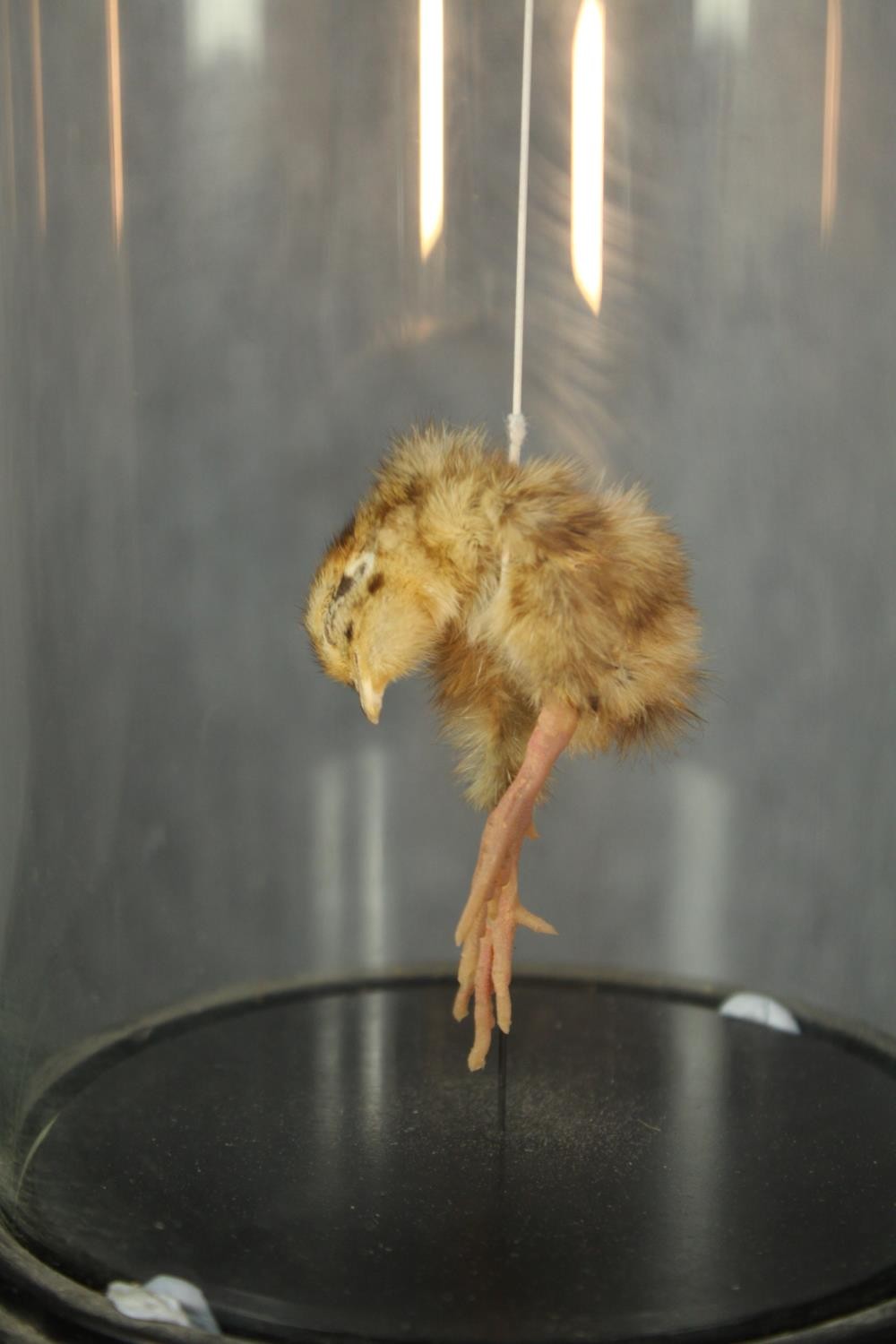 Polly Morgan - Still Birth Taxidermy