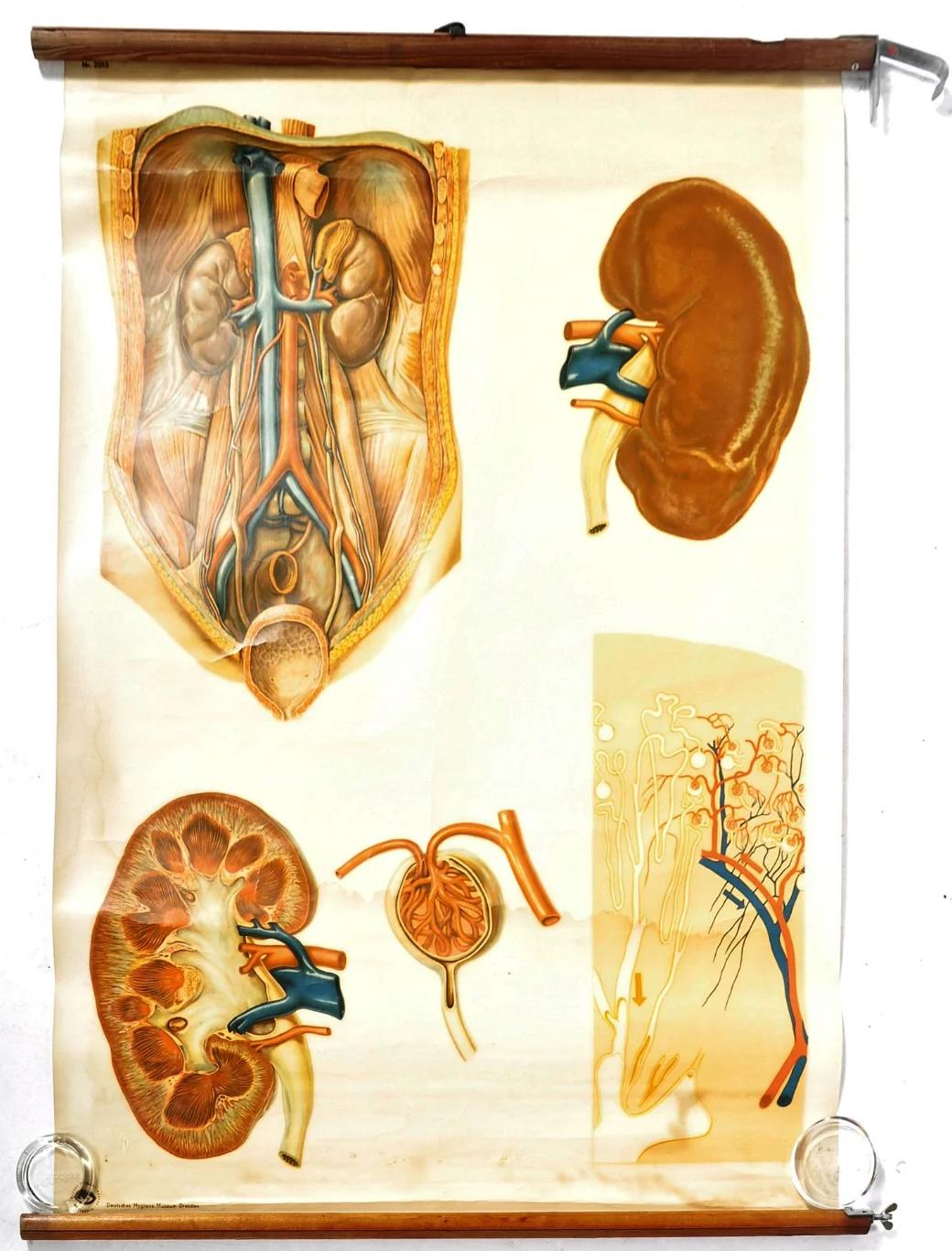 Human Anatomy Poster