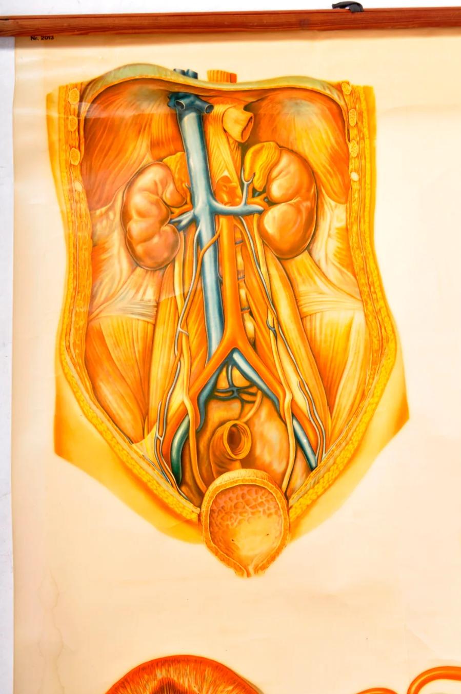 Human Anatomy Poster