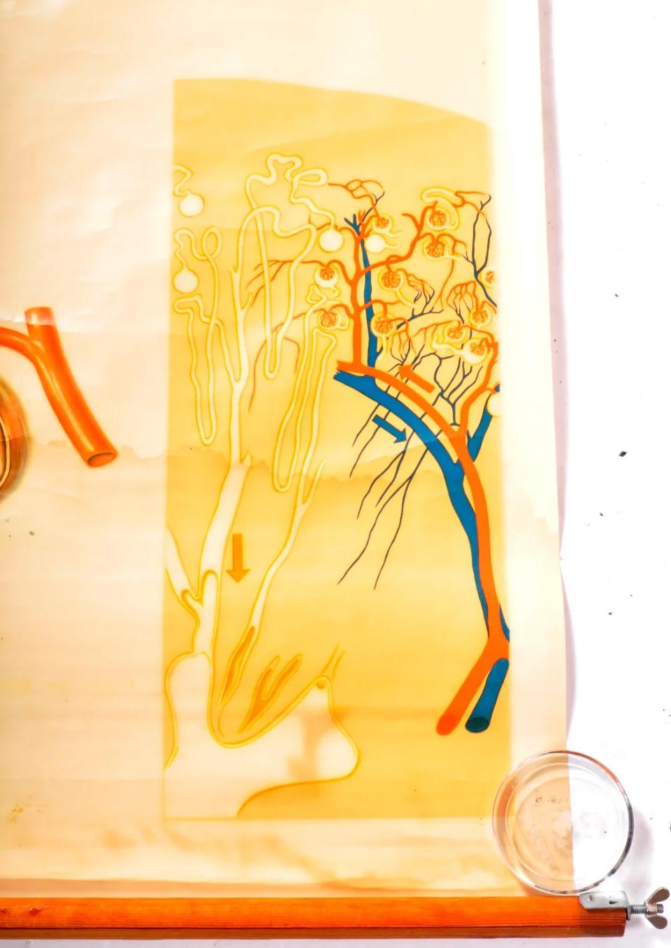 Human Anatomy Poster