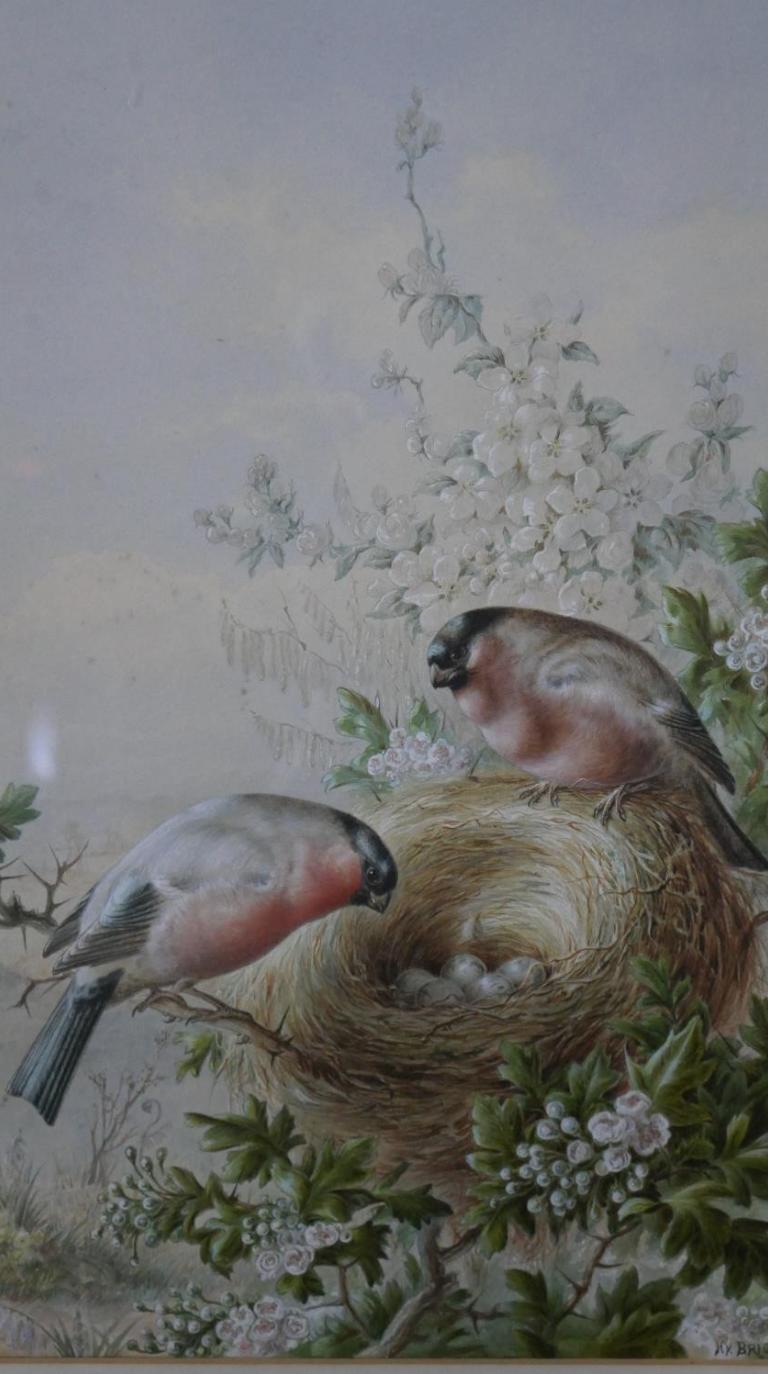 Harry Bright - Bullfinches with their nest