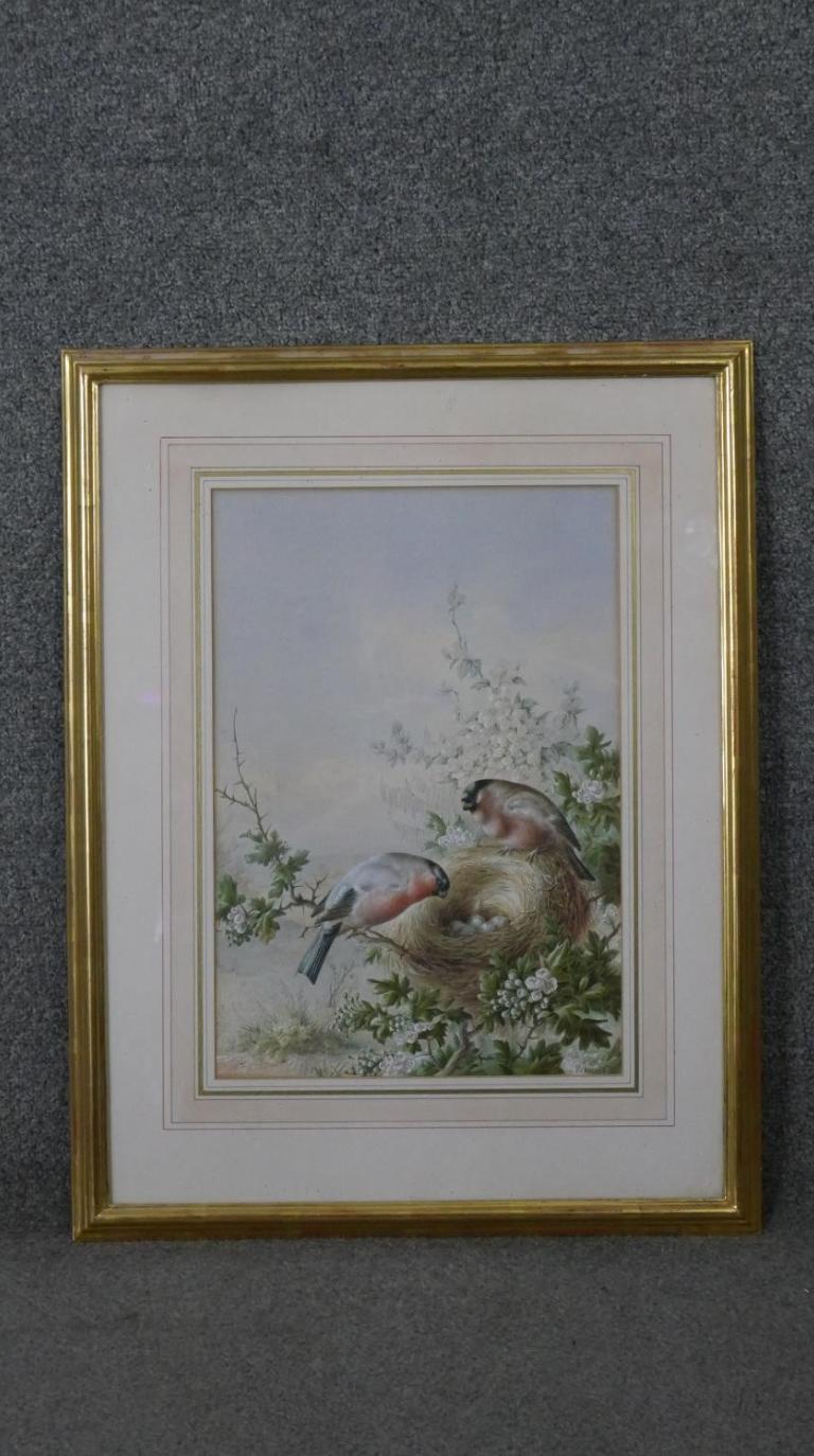 Harry Bright - Bullfinches with their nest