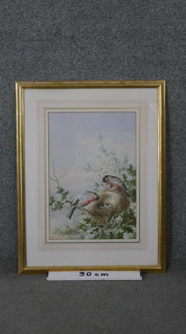 Harry Bright - Bullfinches with their nest