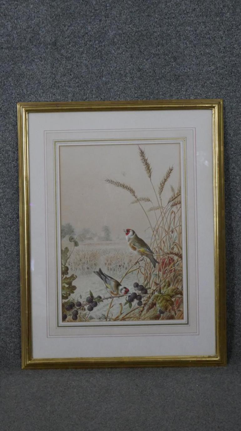 Harry Bright - Goldfinches in a wheat field