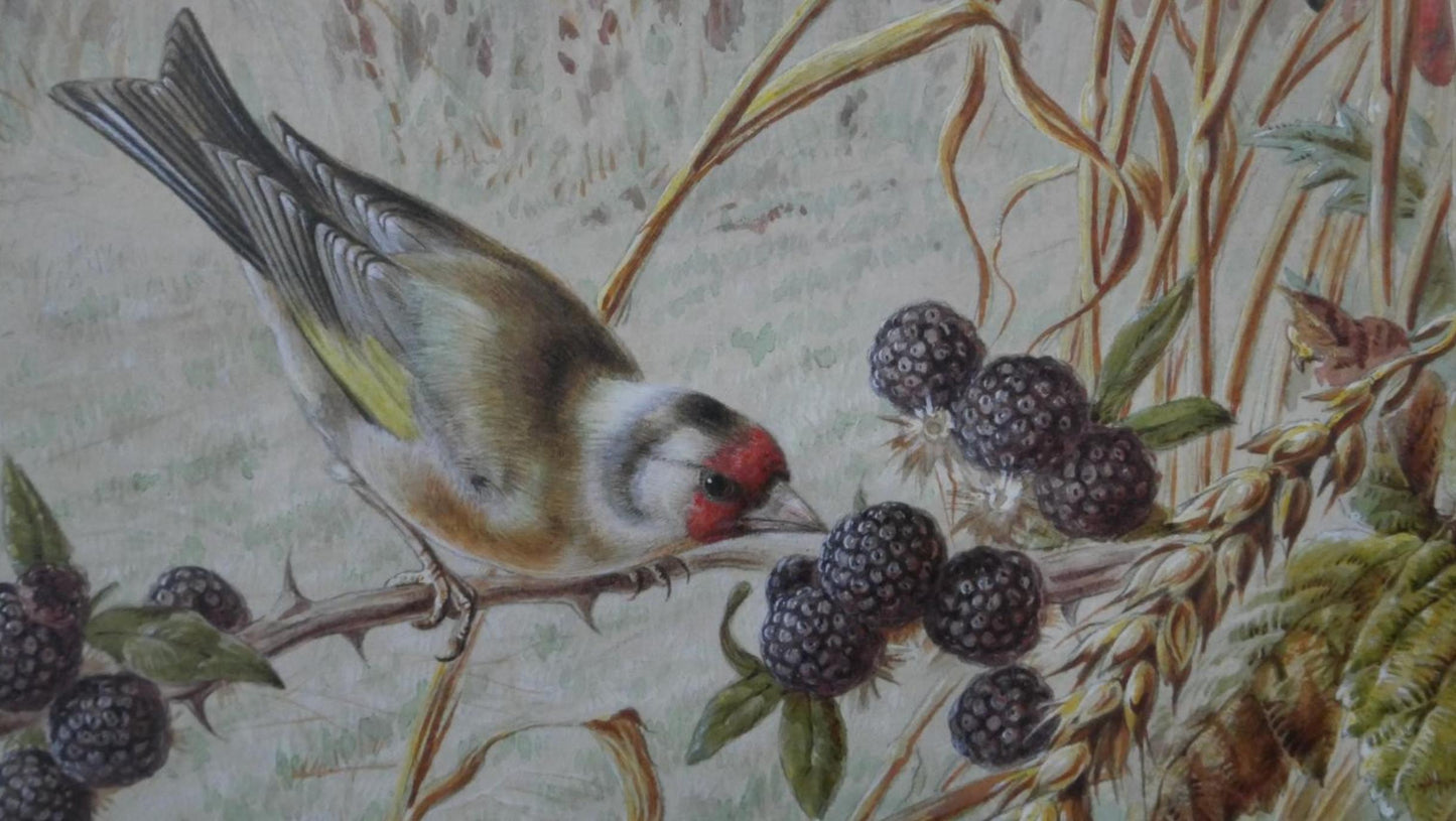 Harry Bright - Goldfinches in a wheat field