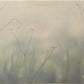 Peter Frie - 3 x floral limited edition lithographs