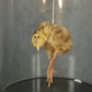 Polly Morgan - Still Birth Taxidermy