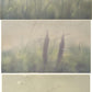 Peter Frie - 3 x floral limited edition lithographs