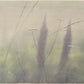 Peter Frie - 3 x floral limited edition lithographs