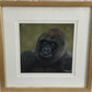 Natalie Mascall - Study of a Gorilla