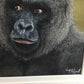 Natalie Mascall - Study of a Gorilla