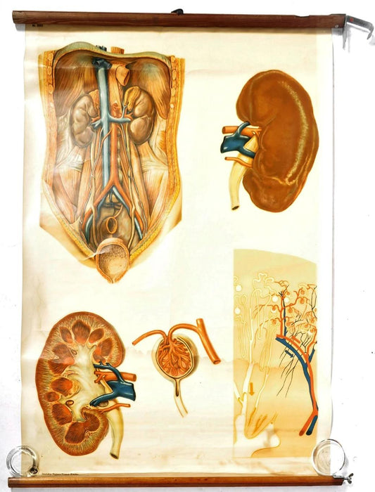 Human Anatomy Poster