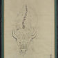 Joseph Hecht - Portrait of a bull