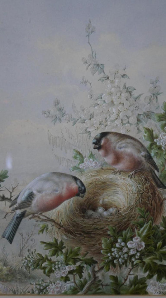 Harry Bright - Bullfinches with their nest