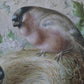 Harry Bright - Bullfinches with their nest