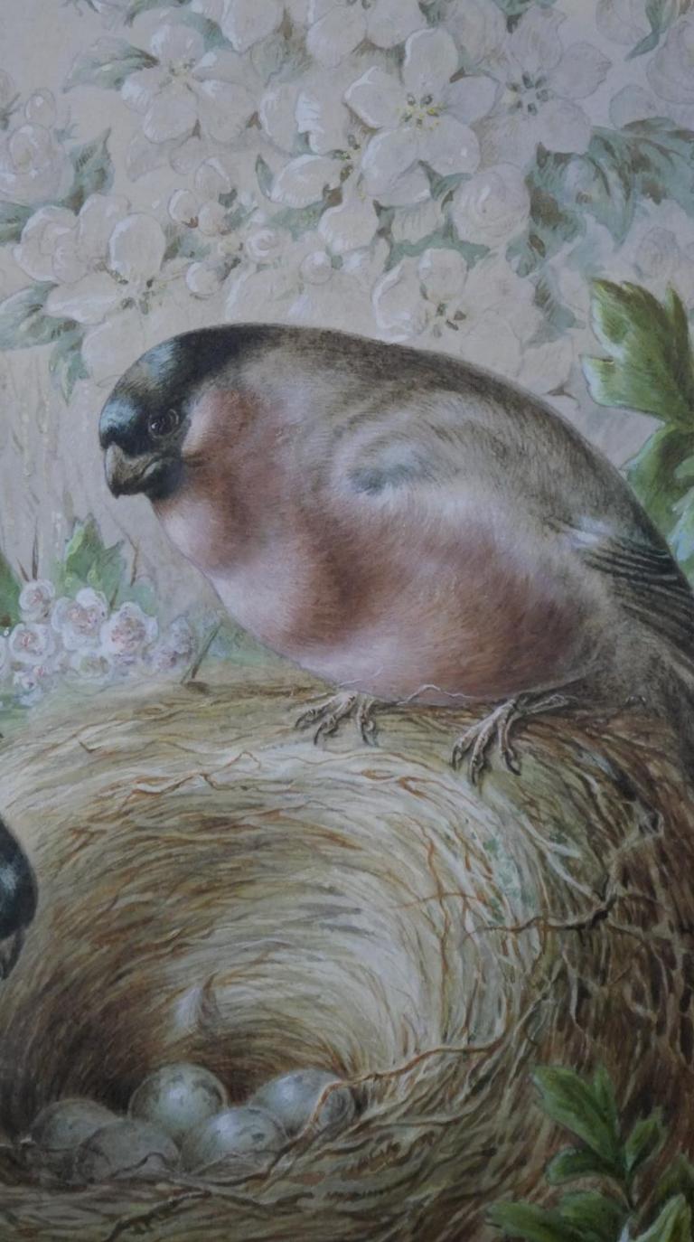 Harry Bright - Bullfinches with their nest