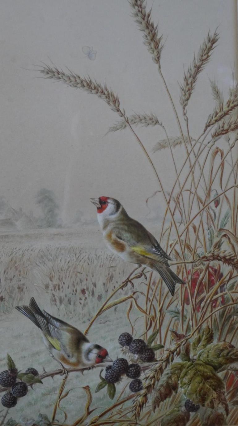 Harry Bright - Goldfinches in a wheat field