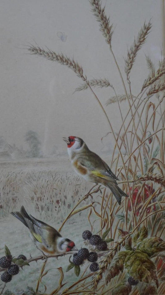 Harry Bright - Goldfinches in a wheat field