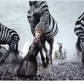 Anup Shah - Onward