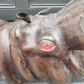 Leather Hippo